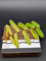 Marcgravia sp Amarillo [10-leaf cutting]