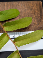 Marcgravia sp Amarillo [10-leaf cutting]