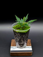 Labisia sp. boyan *small* [non-exact]