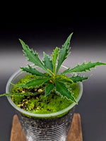 Labisia sp. boyan *small* [non-exact]