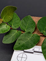 Ficus pumila wild type [cutting]