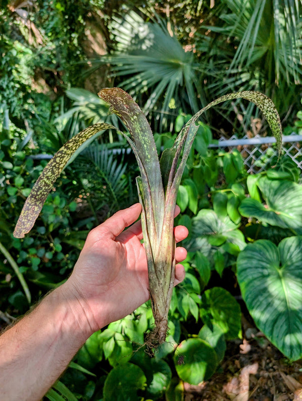 Billbergia cv. Casa Blanca [unrooted offset]