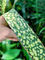 Billbergia cv. Casa Blanca [unrooted offset]