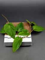 Piper ribesioides (sp. South Sumatra)[cutting]