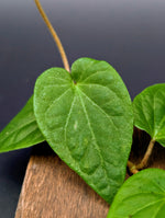 Piper ribesioides (sp. South Sumatra)[cutting]