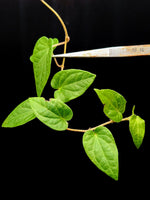 Piper ribesioides (sp. South Sumatra)[cutting]