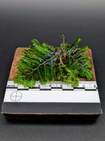 Selaginella sp. borneo blue [cutting]