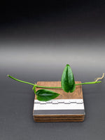 Philodendron sp. 'Arenal' [cutting]
