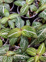 Sonerila sp. super spot large [non-exact]