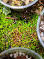 May include: Close-up of a green moss covered surface with small brown rocks. The moss is growing in a pot with a silver rim. Glitterwort