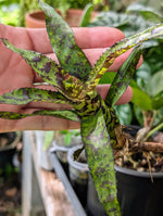 Aechmea correia-araujoi (Leme #809) [unrooted offset]