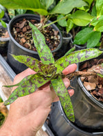 Aechmea correia-araujoi (Leme #809) [unrooted offset]