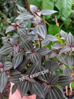 Arthrostemma parvifolium [cutting]