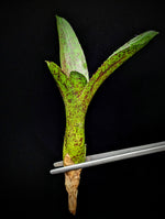 Neoregelia cv. Mo Peppa Please [unrooted offset]