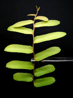 Marcgravia sp Amarillo [10-leaf cutting]