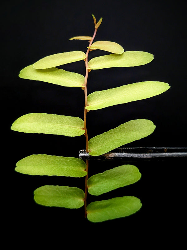 Marcgravia sp Amarillo [10-leaf cutting]