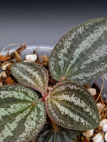 Phyllagathis rajah large [non-exact]