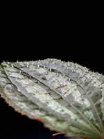 Phyllagathis rajah large [non-exact]
