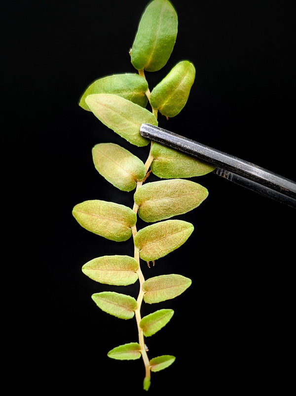 Marcgravia sp. Stanislav [10-leaf cutting]