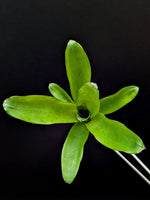 Neoregelia cv. Chiquita Lina [unrooted offset]