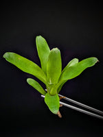 Neoregelia cv. Chiquita Lina [unrooted offset]