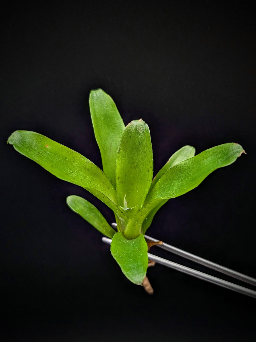 Neoregelia cv. Chiquita Lina [unrooted offset]