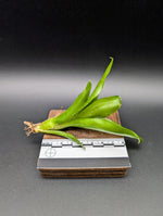 Neoregelia cv. Chiquita Lina [unrooted offset]