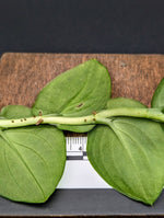 Rhaphidophora latevaginata [cutting]