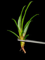 Neoregelia cv. Wild Tiger [unrooted offset]