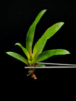 Neoregelia cv. Wild Tiger [unrooted offset]