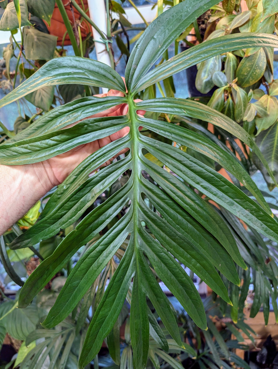 Amydrium zippleanum [TWO NODES]