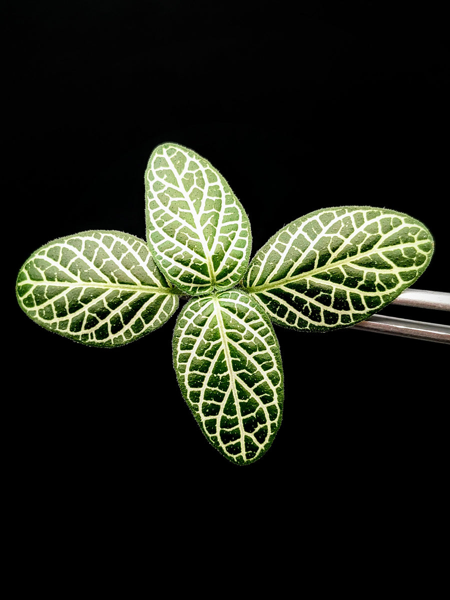 Fittonia albivenis [cutting]