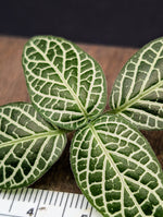 Fittonia albivenis [cutting]
