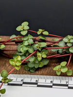 Pilea libanensis (syn: glauca) [cutting]