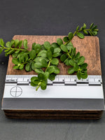 Peperomia hoffmannii [cutting]