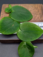 Rhaphidophora latevaginata [cutting]