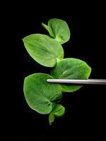 Rhaphidophora latevaginata [cutting]