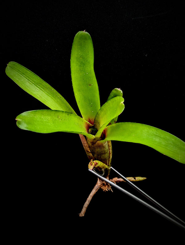 Neoregelia 'Oregon' [unrooted offset]