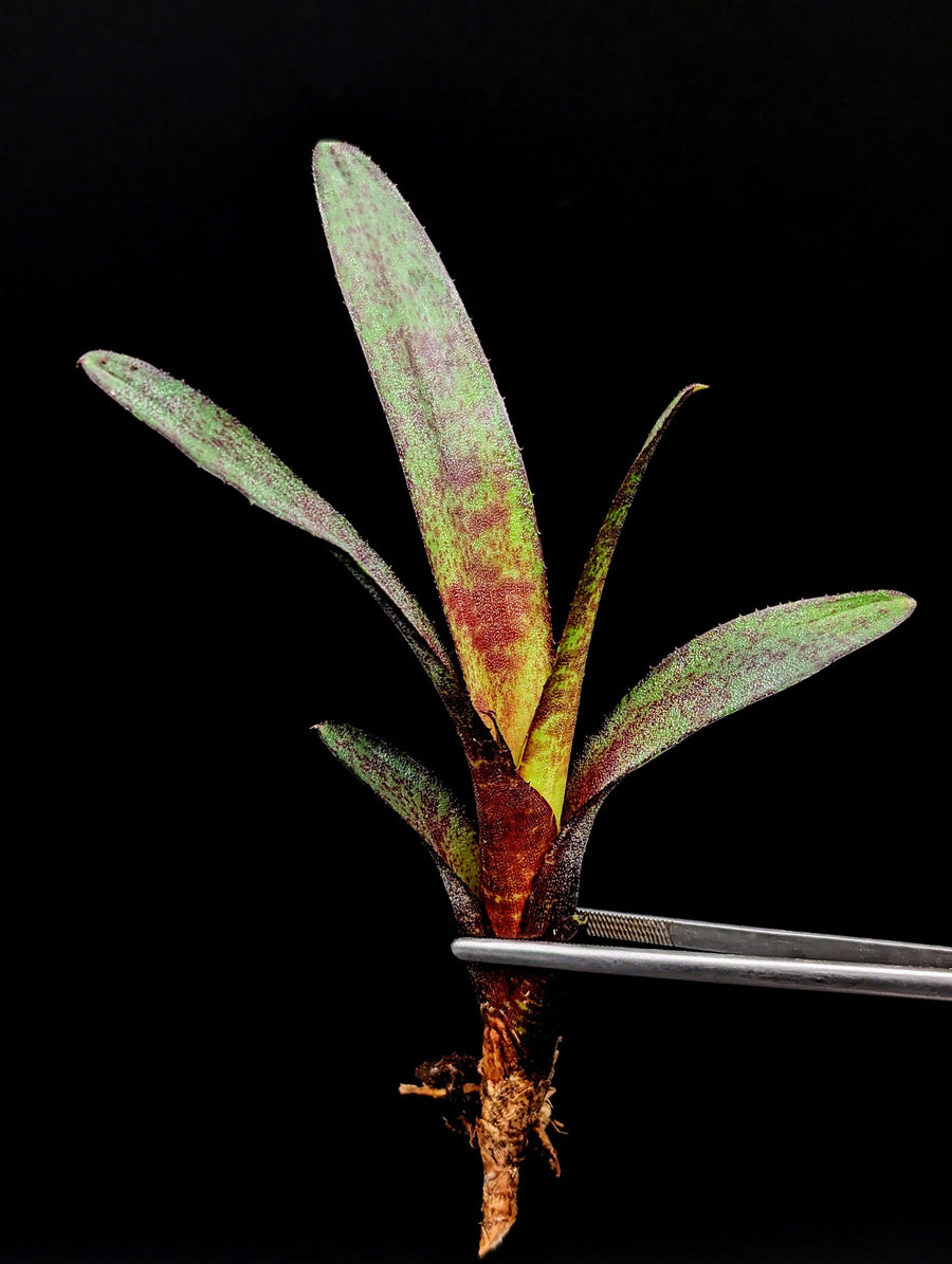 Neoregelia ampullacea cv. Tigrina [unrooted offset]