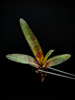 Neoregelia ampullacea cv. Tigrina [unrooted offset]