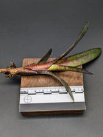 Neoregelia ampullacea cv. Tigrina [unrooted offset]