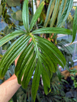 Amydrium zippleanum [TWO NODES]
