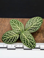 Fittonia albivenis [cutting]