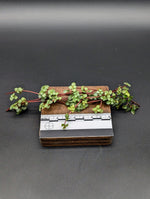 Pilea libanensis (syn: glauca) [cutting]