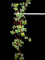 Pilea libanensis (syn: glauca) [cutting]