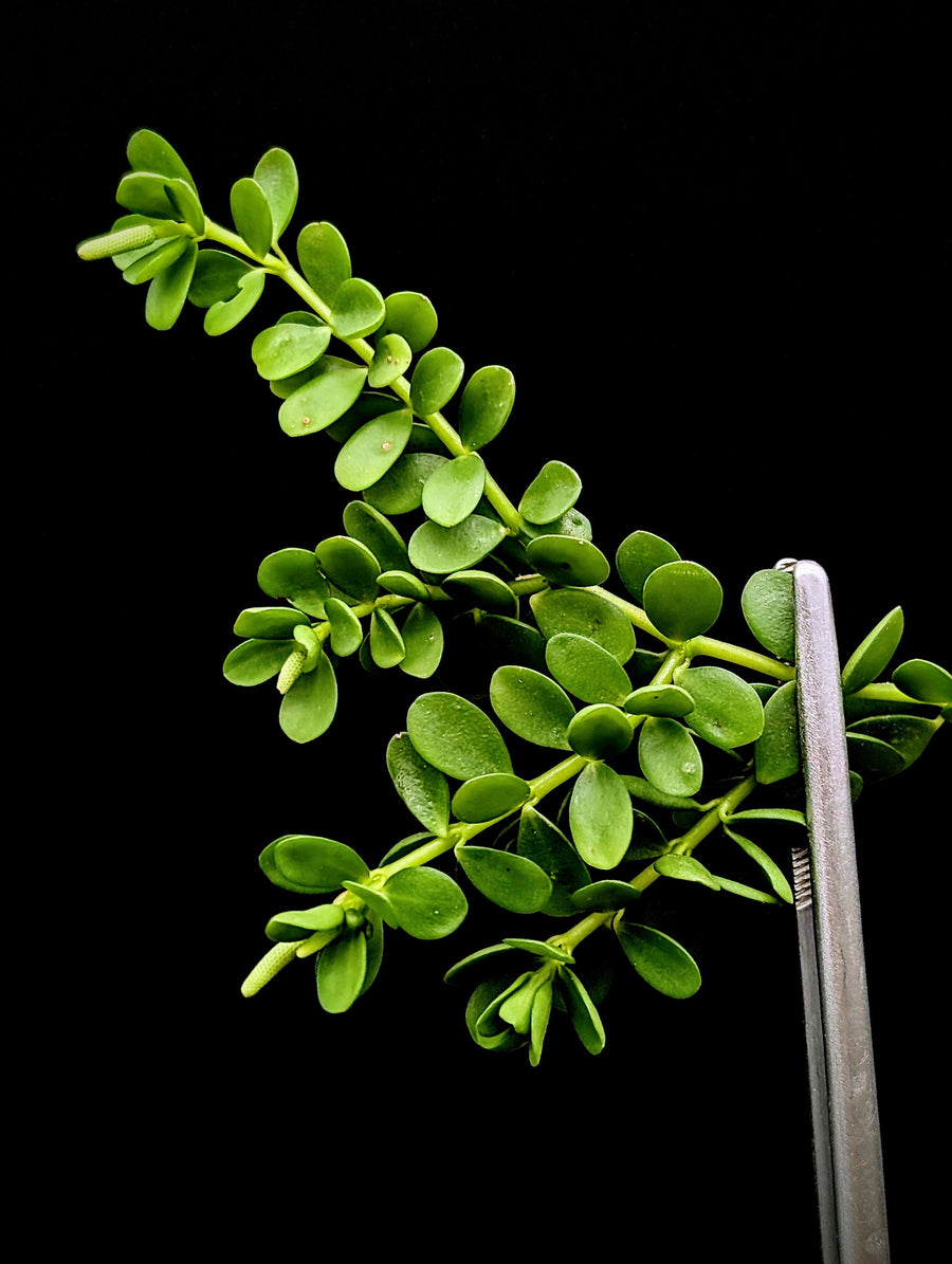 Peperomia hoffmannii [cutting]