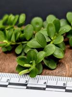 Peperomia hoffmannii [cutting]