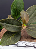 Peperomia aff veluntina [cutting]