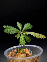 Biophytum sokoupii [non-exact]
