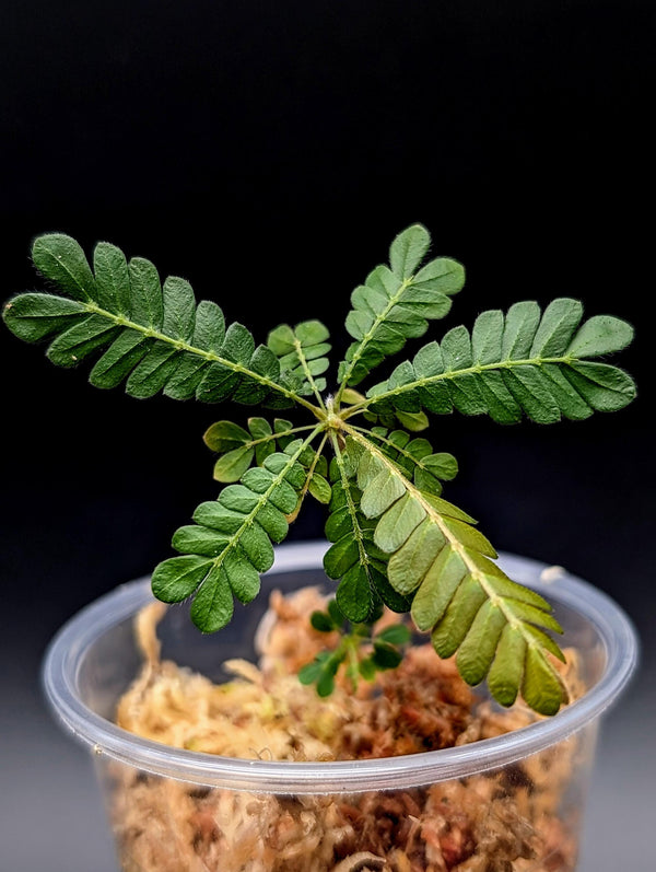 Biophytum sokoupii [non-exact]